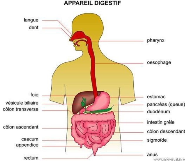 Appareil digestif