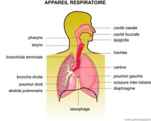 Appareil respiratoire