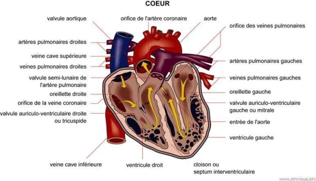 Coupe du coeur