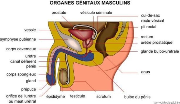 Organes génitaux masculin