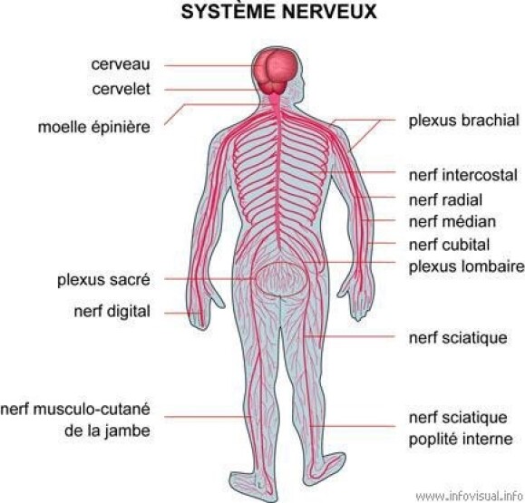 Système nerveux