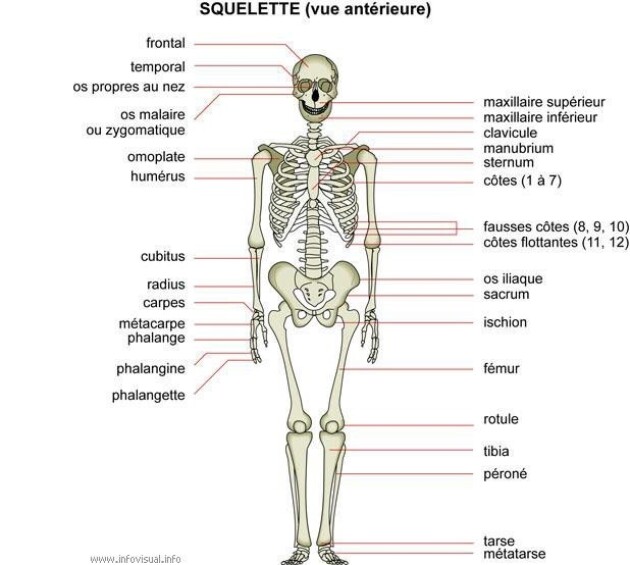 Vue antérieure d'un squelette