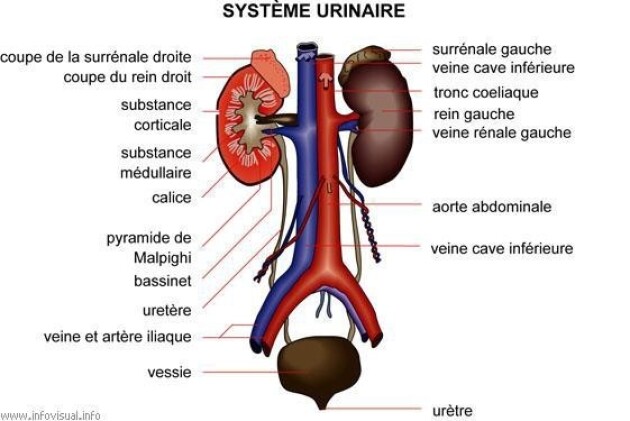 Système urinaire